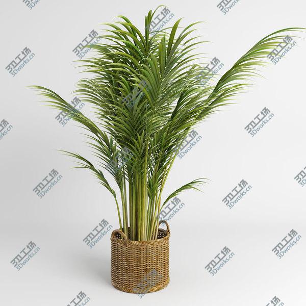 images/goods_img/20210312/Areca Palm Trees (GrowFX)/5.jpg